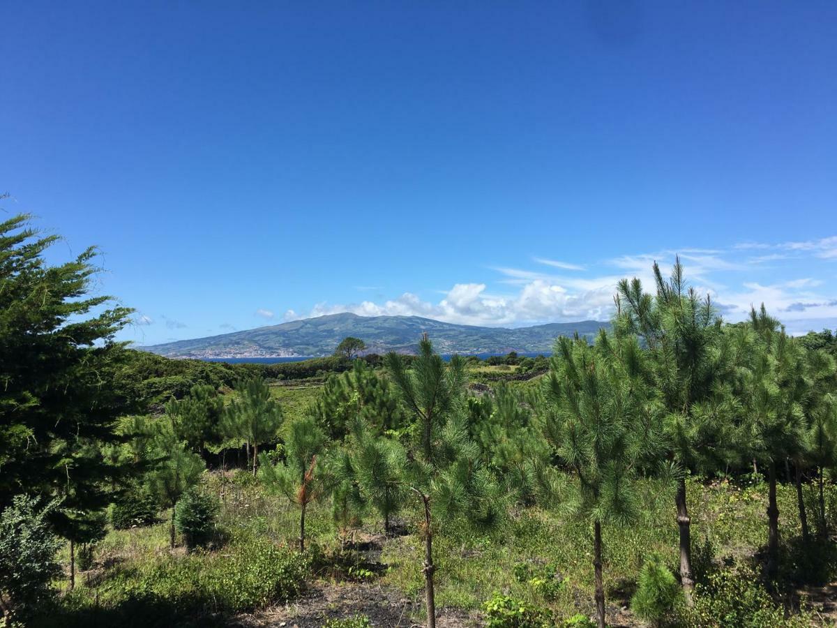 Home Pico - Casa Dos Cedros Criacao Velha エクステリア 写真